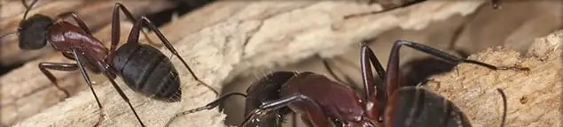 Close-up of ants on wood showing an active ant infestation in Boise, ID