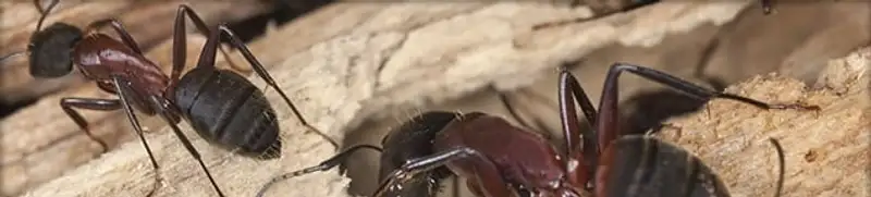 Close-up of ants on wood showing an active ant infestation in Boise, ID