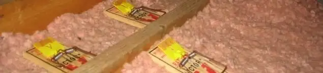 Mouse traps placed in an attic for rodent control in Boise, ID