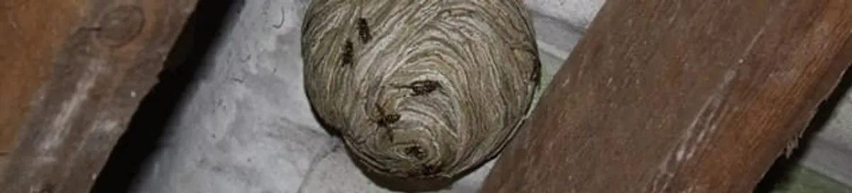 Wasp nest in an attic space, a common home infestation risk in Boise, ID