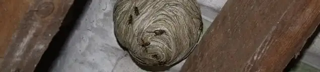 Wasp nest in an attic space, a common home infestation risk in Boise, ID