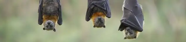 Bats roosting together, a common sign of a bat infestation in Boise, ID