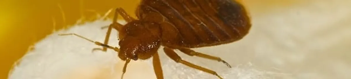 Close-up of a bed bug, a sign of an active infestation in Boise, ID