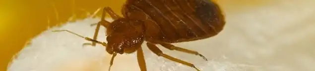 Close-up of a bed bug, a sign of an active infestation in Boise, ID