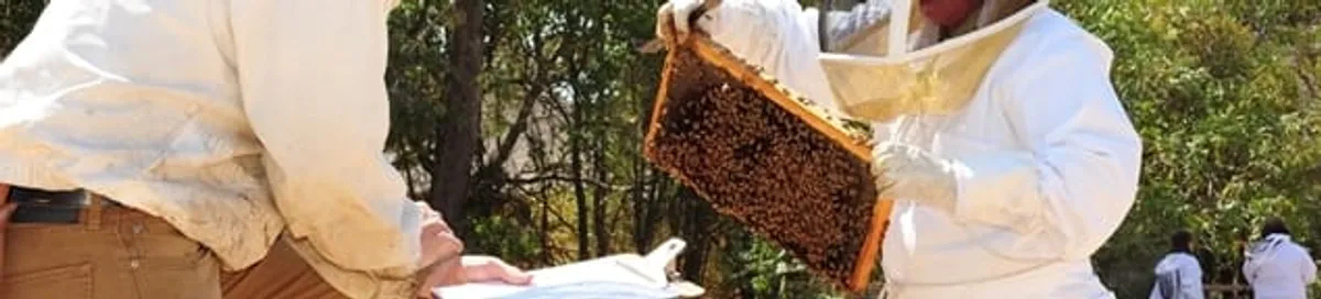 Bee removal specialists relocating a hive and honeycomb safely in Boise, ID