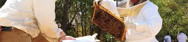 Bee removal specialists relocating a hive and honeycomb safely in Boise, ID