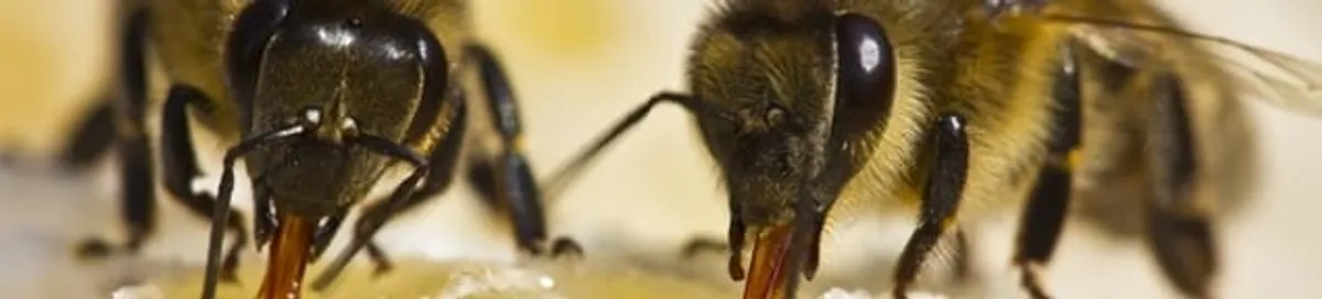 Close-up of honey bees, a sign of a nearby hive in Boise, ID