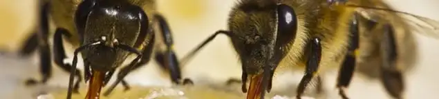 Close-up of honey bees, a sign of a nearby hive in Boise, ID