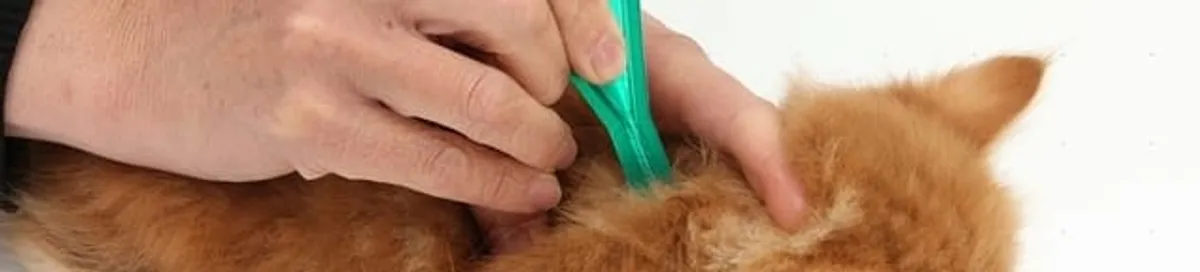 Flea treatment for pets using a flea comb, a sign of flea problems in Boise, ID