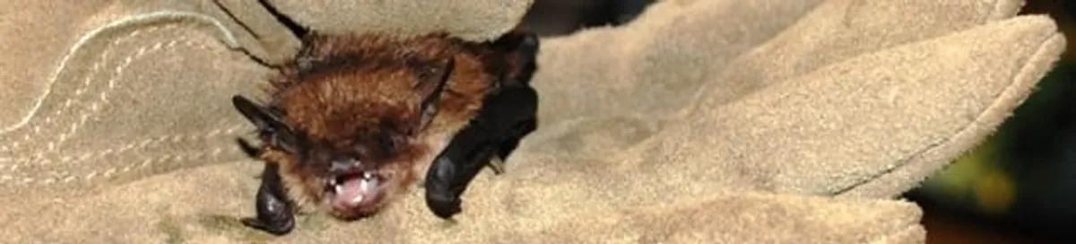 Bat removal specialist holding a bat safely during humane exclusion in Boise, ID