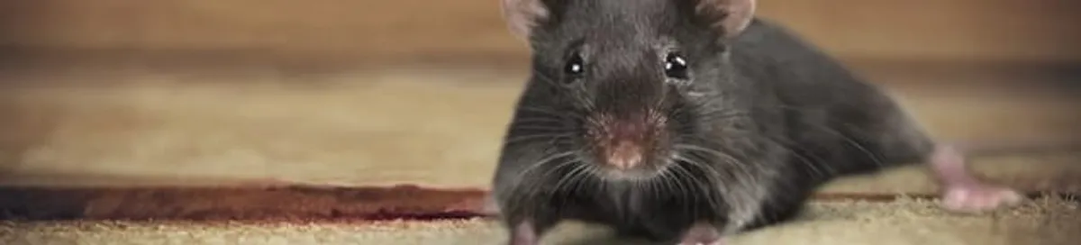 Mouse indoors, a common sign of a rodent infestation in Boise, ID