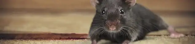 Mouse indoors, a common sign of a rodent infestation in Boise, ID