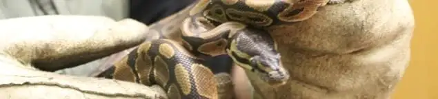 Snake removal specialist safely handling a snake with protective gloves in Boise, ID