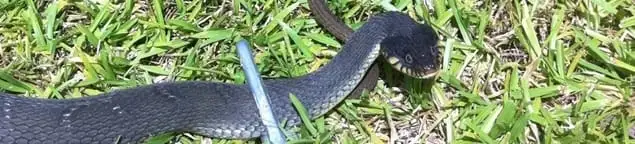 Snake in a yard, a common sign of a snake problem near a home in Boise, ID