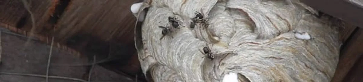 Close-up of a wasp nest with active wasps, a sign of an infestation in Boise, ID