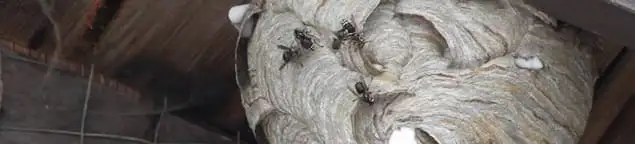 Close-up of a wasp nest with active wasps, a sign of an infestation in Boise, ID